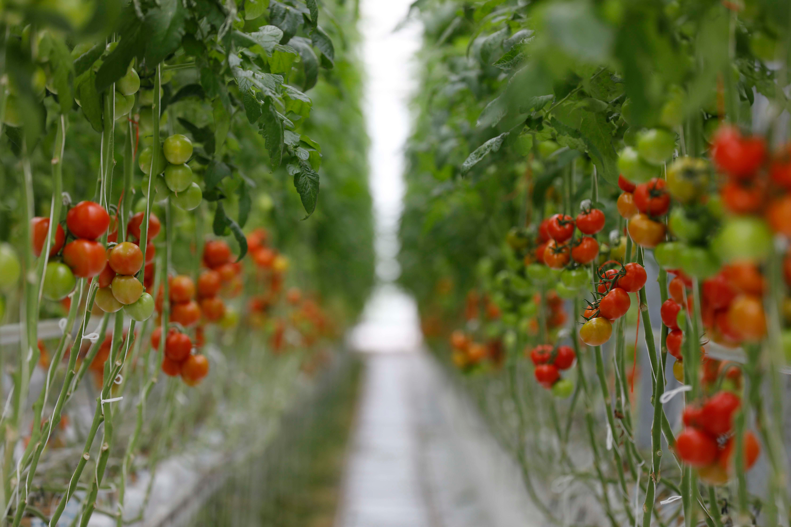 Optimal growing conditions for tomatoes | Netafim