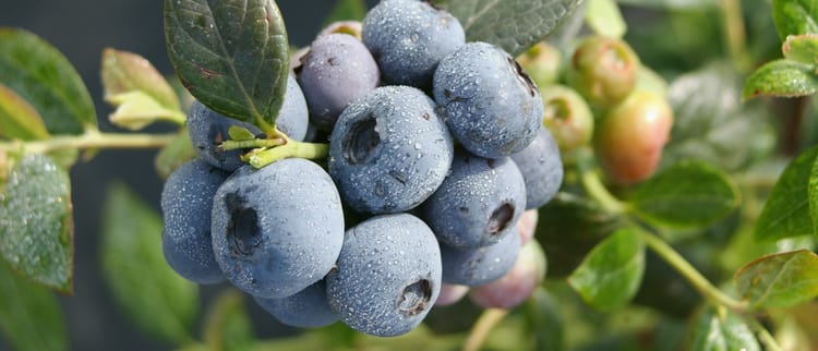 ТОЧНА ФЕРТИГАЦІЯ. НАЙКРАЩИЙ ВРОЖАЙ