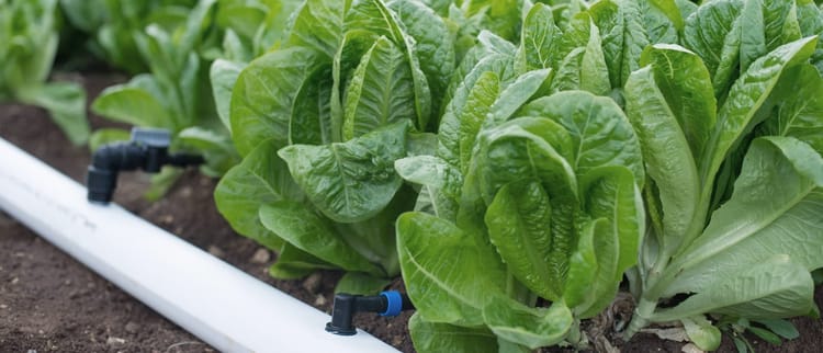 ГНУЧКІ ТА ПОЛІЕТИЛЕНОВІ ТРУБИ ДЛЯ ТОЧНОЇ ЇРИГАЦІЇ