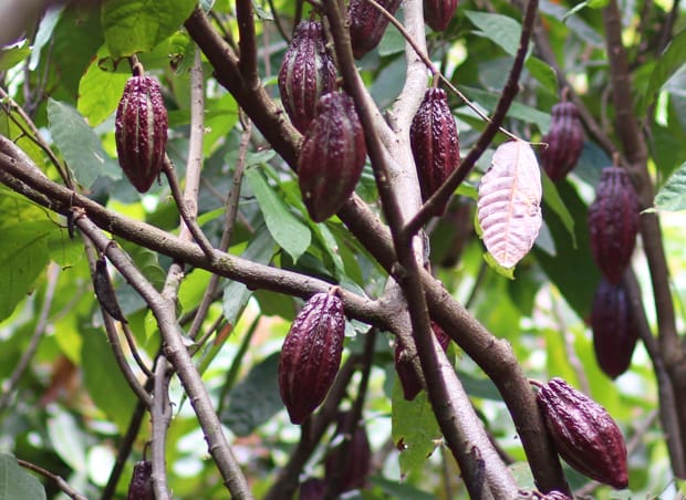 Керування поживними речовинами для рослин в тропічному кліматі