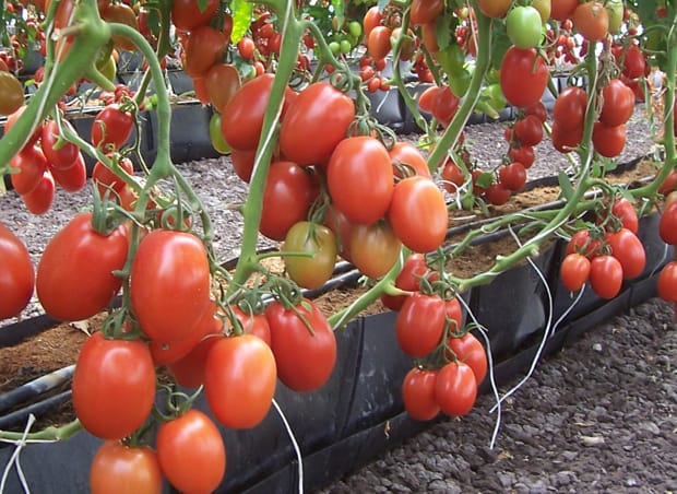 Захищені культури